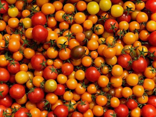 A huge spread of bright, shiny, multi-coloured cherry tomatoes