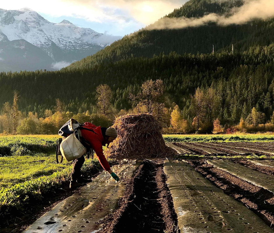 A farmer plants garlic on a beautiful fall day in Pemberton with Mt. Currie in the background