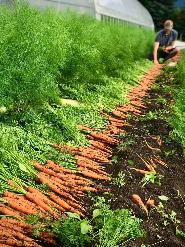 A farmer harvests bright orange carrots from his field