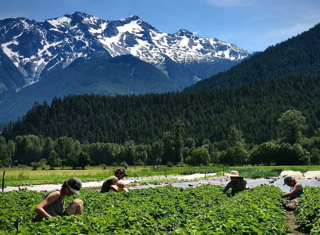 Farm workers pick organic strawberries on a farm in Pemberton with Mt. Currie behind them