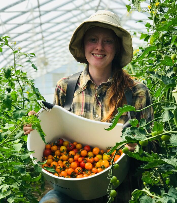 A farmer holds a harvesting bucket full of cherry tomatoes in a greenhouse surrounded by tomato plants